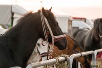 TRH