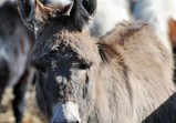 Szczedrzykowice duben 2018