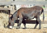 Szczedrzykowice duben 2018