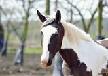 Szczedrzykowice duben 2018