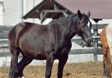 Szczedrzykowice duben 2018