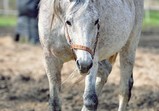 Szczedrzykowice duben 2018