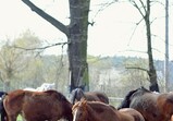 Szczedrzykowice duben 2018