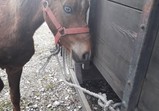 12 května - trh v Pajęcznu