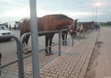 12 května - trh v Pajęcznu