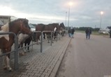 12 května - trh v Pajęcznu
