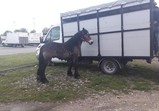 12 května - trh v Pajęcznu
