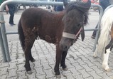12 května - trh v Pajęcznu