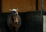 Květen 2018 na farmě ve Szczedrzykowicích