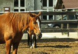 Květen 2018 na farmě ve Szczedrzykowicích