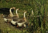 Květen 2018 na farmě ve Szczedrzykowicích