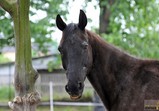 Květen 2018 na farmě ve Szczedrzykowicích