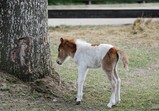 Květen 2018 na farmě ve Szczedrzykowicích