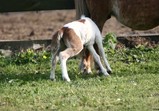 Květen 2018 na farmě ve Szczedrzykowicích