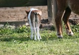 Květen 2018 na farmě ve Szczedrzykowicích