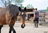 Květen 2018 na farmě ve Szczedrzykowicích