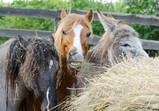 Květen 2018 na farmě ve Szczedrzykowicích