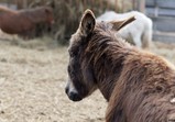 Květen 2018 na farmě ve Szczedrzykowicích