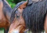 Květen 2018 na farmě ve Szczedrzykowicích