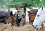 Květen 2018 na farmě ve Szczedrzykowicích