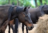 Květen 2018 na farmě ve Szczedrzykowicích