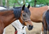 Květen 2018 na farmě ve Szczedrzykowicích