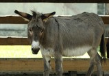 Květen 2018 na farmě ve Szczedrzykowicích