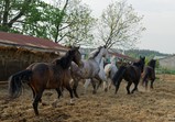 Květen 2018 na farmě ve Szczedrzykowicích