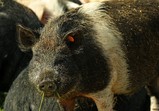 Květen 2018 na farmě ve Szczedrzykowicích