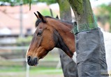 Květen 2018 na farmě ve Szczedrzykowicích