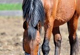 Květen 2018 na farmě ve Szczedrzykowicích
