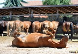 Červenec 2018 na farmě