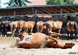 Červenec 2018 na farmě