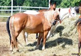 Červenec 2018 na farmě