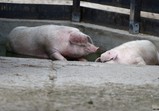 Červenec 2018 na farmě