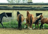 Červenec 2018 na farmě