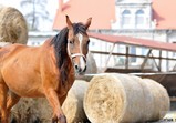 Szczedrzykowice - srpen 2018