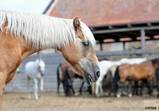 Szczedrzykowice - srpen 2018
