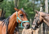 Szczedrzykowice - srpen 2018