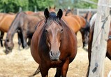 Szczedrzykowice - srpen 2018