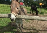 Srpen 2018 - koně v adoptivních domovech