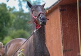 Srpen 2018 - koně v adoptivních domovech