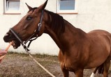 Srpen 2018 - koně v adoptivních domovech