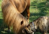 Srpen 2018 - koně v adoptivních domovech