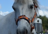 Srpen 2018 - koně v adoptivních domovech
