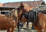 Září 2018 - Szczedrzykowice