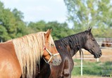 Září 2018 - Szczedrzykowice