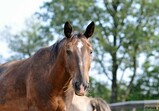 Září 2018 - Szczedrzykowice