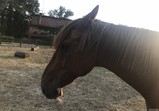 Koně v adoptivních domovech - září