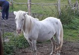 Koně v adoptivních domovech - září